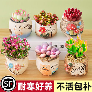 多肉植物组合室内小盆栽玉露桃蛋带陶瓷花盆土老桩高端仙人球