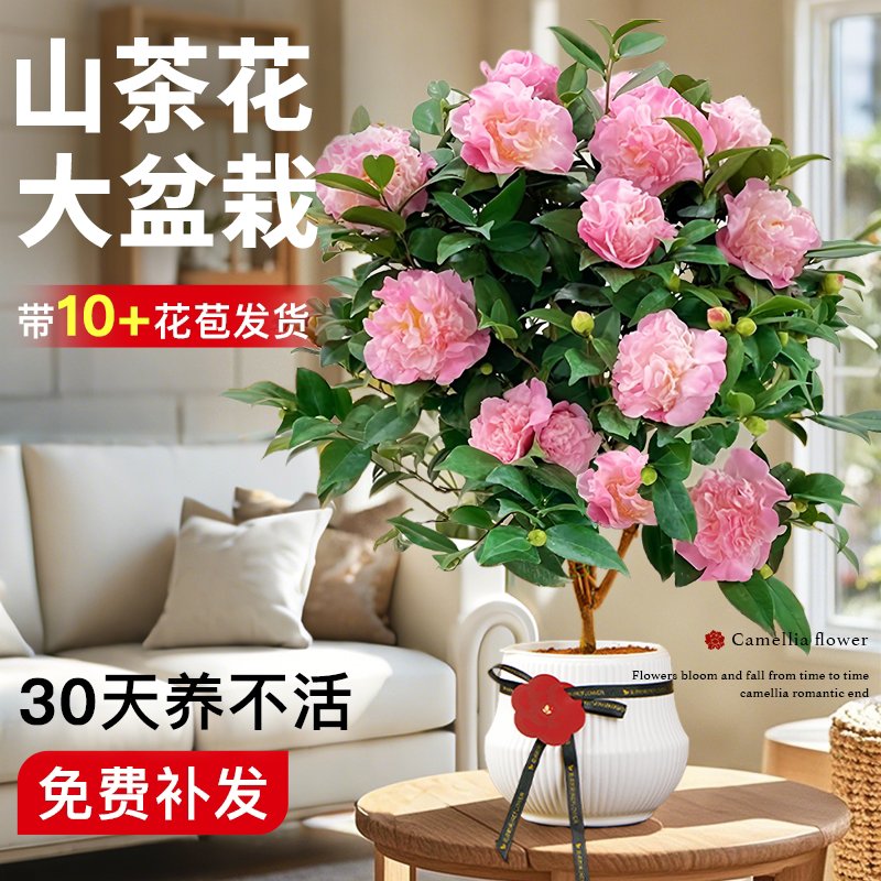 花点时间茶花盆栽香妃山茶花树苗带花苞四季室内开花卉阳台好