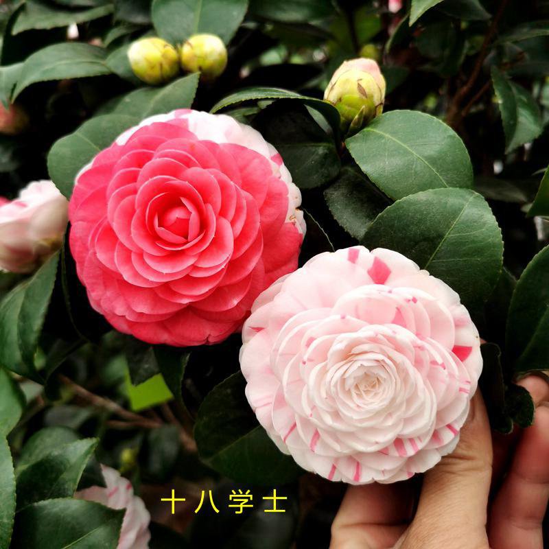 十八学士白底茶花正宗带花苞室内四季绿植多色山茶花树苗阳台