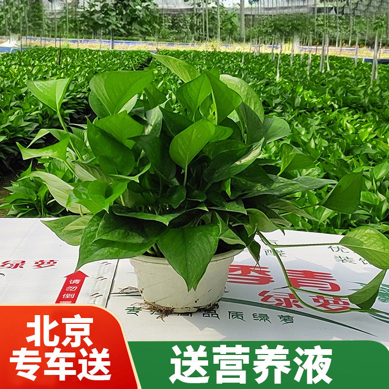 北京绿萝吊兰免费送货盆栽绿箩办公室内绿植物吸甲醛长藤客厅易活