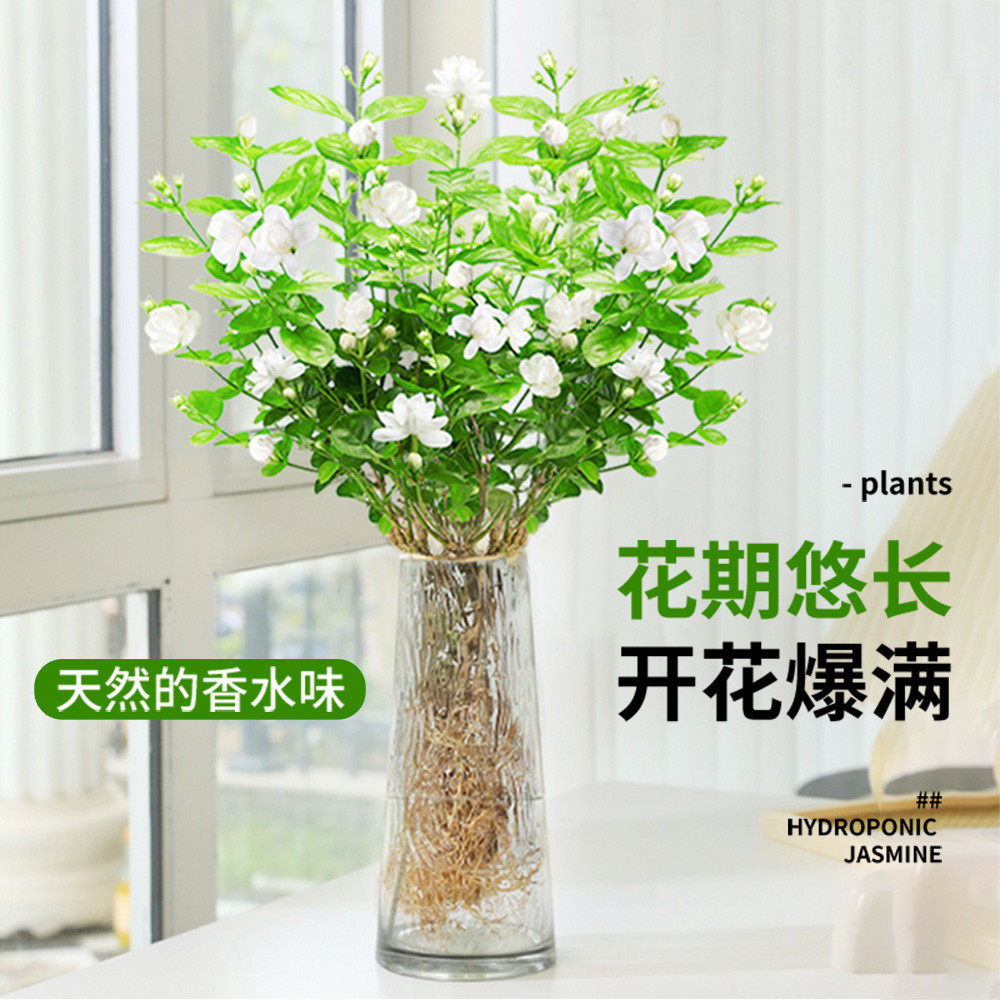 茉莉花水培植物盆栽带花苞水养办公室内桌面鲜花绿植懒人好养花卉