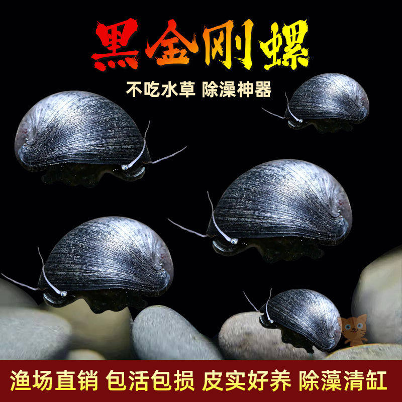 黑金刚螺除藻吃鱼粪便淡水观赏螺超大号冷水清道夫鱼缸清洁工