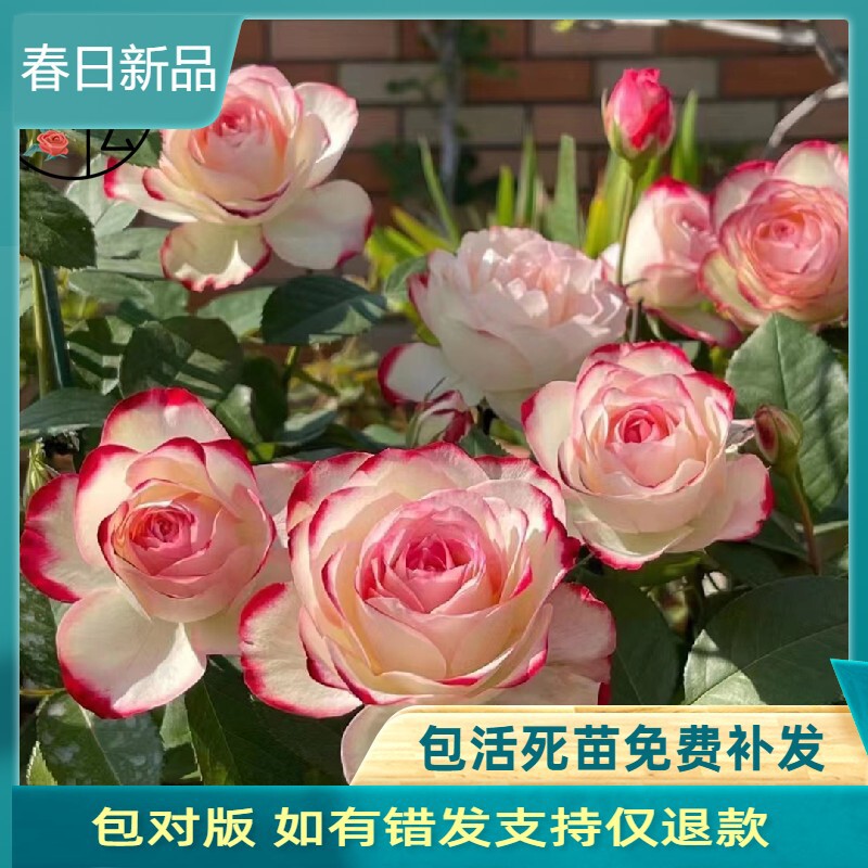 摩纳哥公爵月季 大花灌木复色多季节重复盛开阳台庭院盆栽绿植