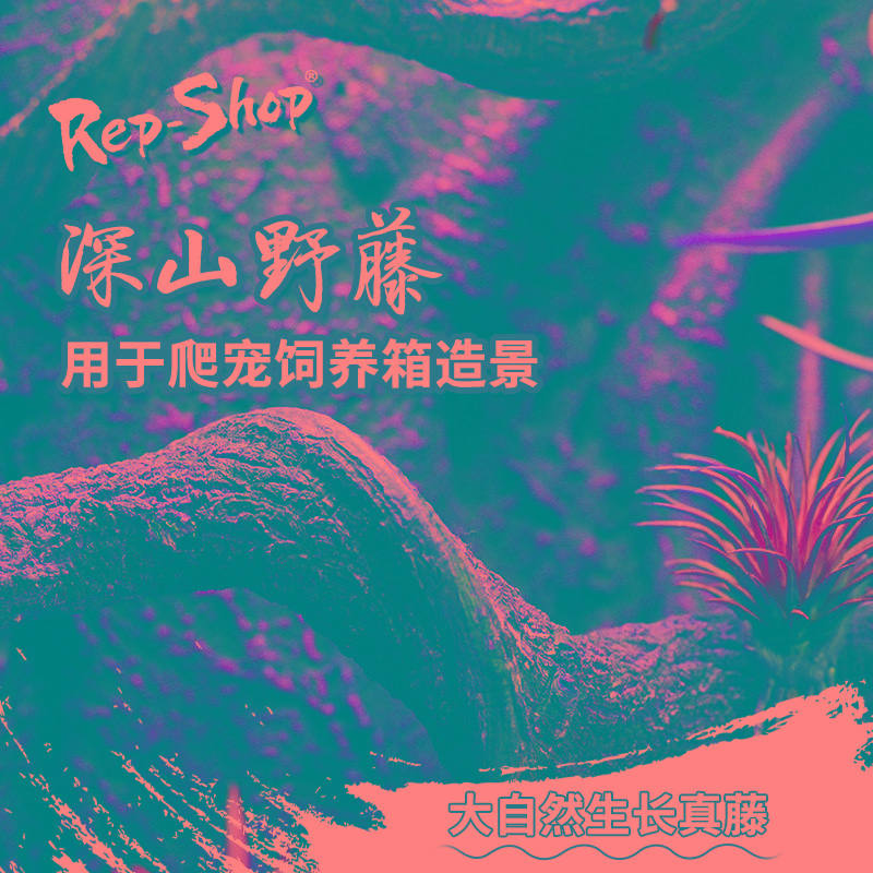 树蛙睫角树栖攀爬树藤过江龙藤爬宠饲养箱造景植物藤条藤蔓爬