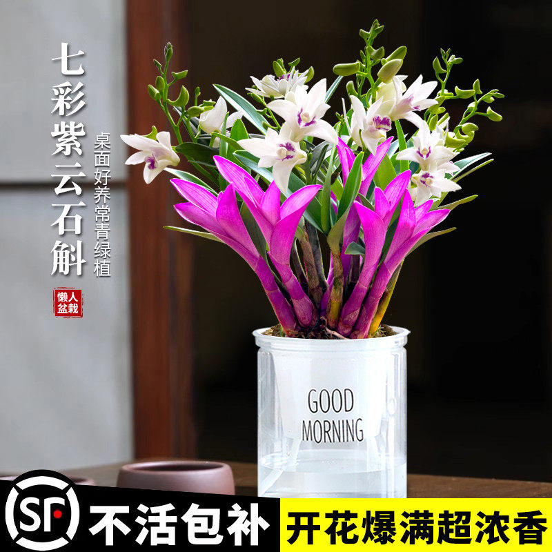 四季开花七彩紫云石斛兰花好养绿植浓香型石斛改善睡眠净化空气