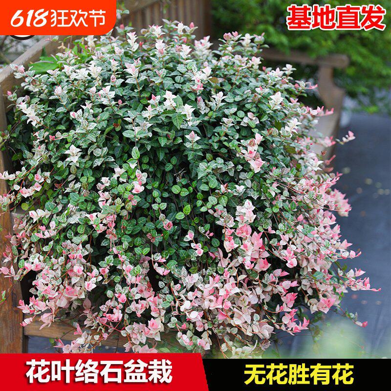花叶络石花苗盆栽彩叶络石吊兰四季垂吊耐热耐寒植物庭院绿植