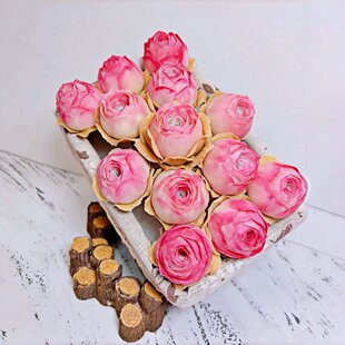 山地玫瑰水蜜桃酒杯熊童子番杏多肉植物盆栽室内阳台幼儿桌面