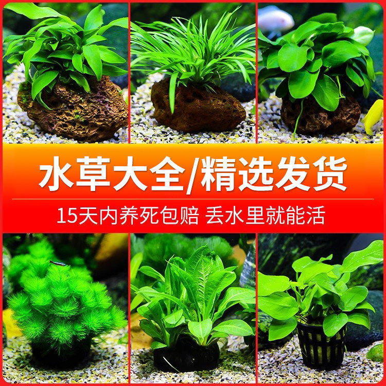 水草植物活体水榕沉木鱼缸造景装饰净化水质蜈蚣懒人阴性火山石