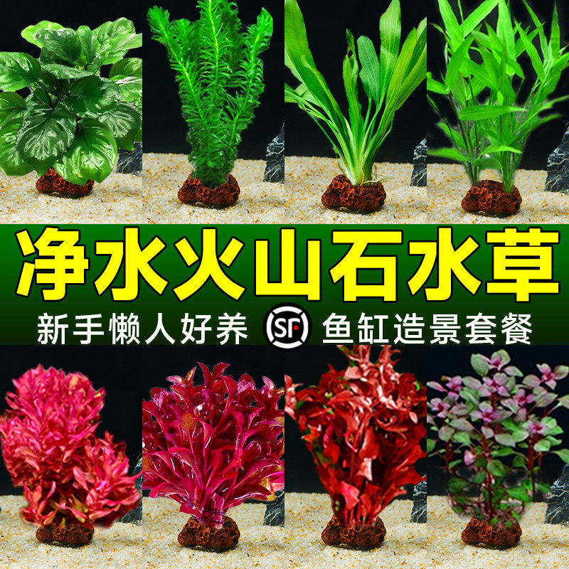 鱼缸造景火山石定植水草植物专用阴性真水草种子新手沉底水培