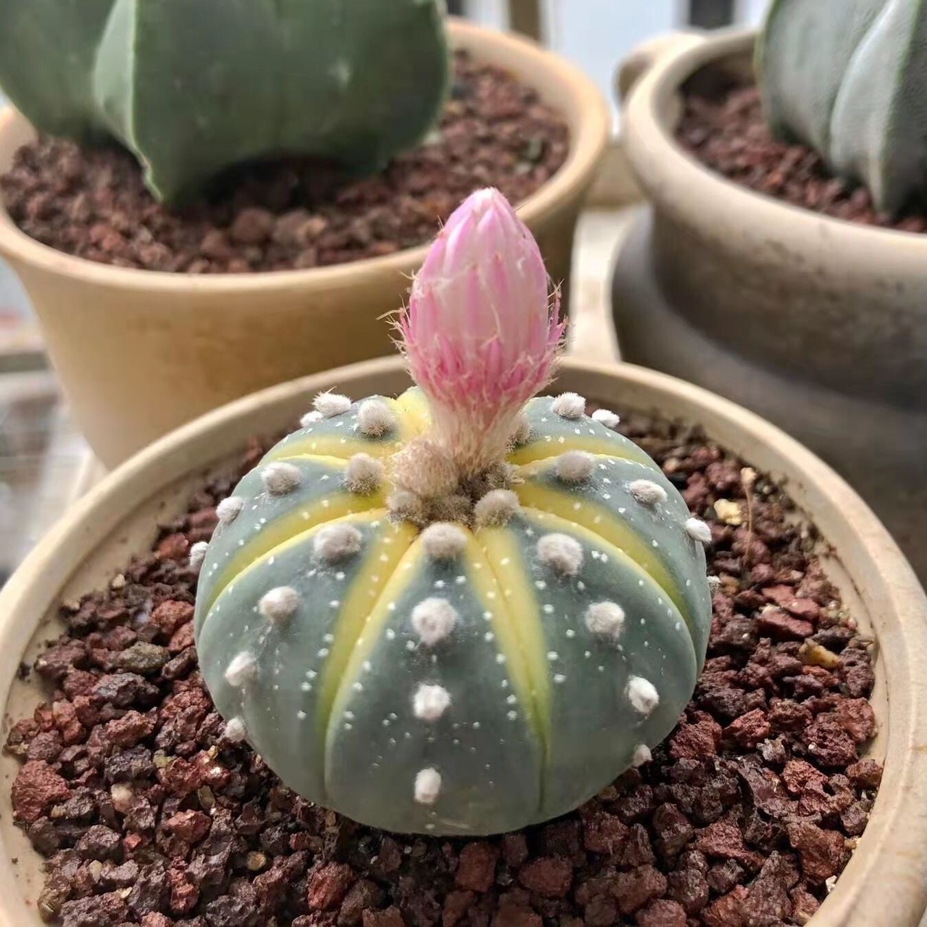 实生黄金兜仙人球西瓜兜开花仙人球兜锦多肉植物阳台易养盆栽