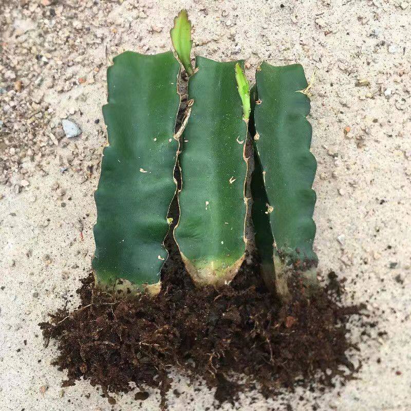 三角柱火龙果仙人球侧芽蟹爪兰嫁接钻木稳定高快速成长基地专