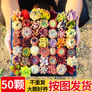 多肉植物小盆栽幼儿园绿植大颗好养组合套餐含盆带土室内批发老桩