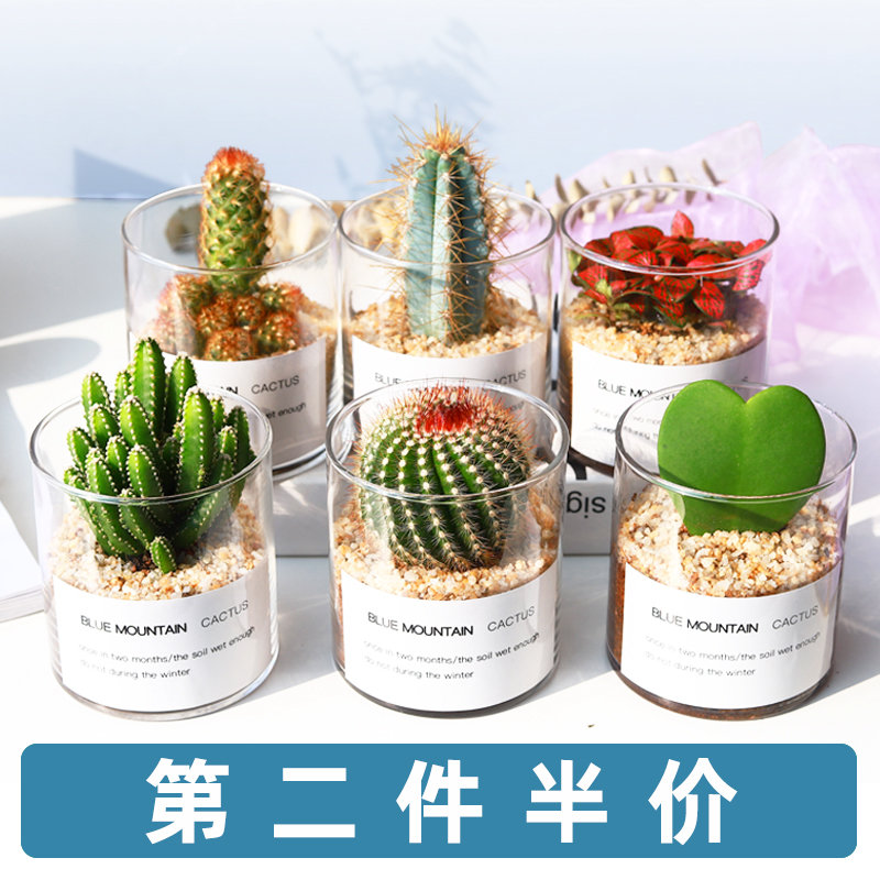 多肉植物仙人掌盆栽室内肉肉仙人球小植物开花办公室工位桌面