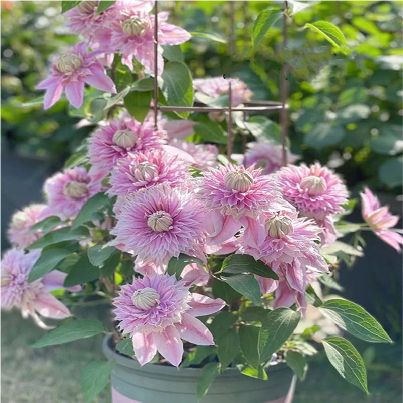 5棵9.9四季铁线莲花苗带芽爬藤植物花卉盆栽观花植物室内花庭院包