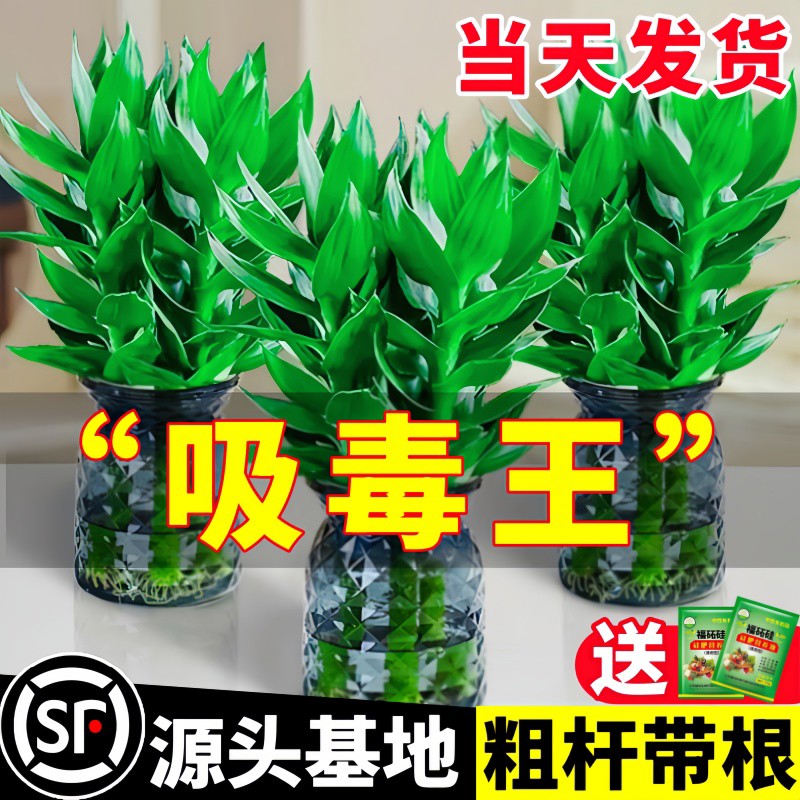 观音竹水培带根粗大富贵竹水培植物客厅招财花卉绿植室内发财竹子