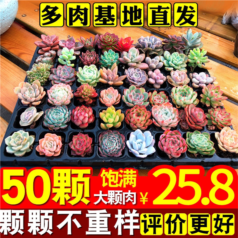 多肉植物肉肉植物组合花卉盆栽室内套餐玉露绿植稀有种大颗