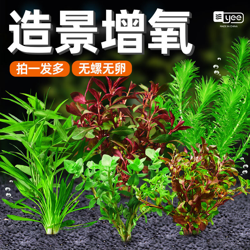 鱼缸水草活体造景套餐植物草趴地矮珍珠懒人水榕沉木阴性淡水
