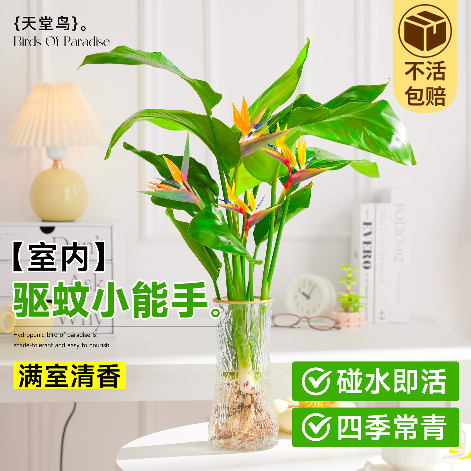 天堂鸟水培植物鹤望兰花卉树苗盆栽室内客厅绿植四季好养活吸