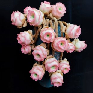 【带盆】正版山地玫瑰多肉植物花卉盆栽室内老桩绿植教师节日