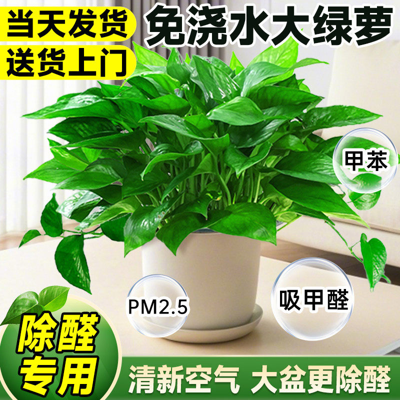 绿箩植物室内吸甲醛长藤大叶绿萝盆栽新房家用除甲醛绿植四季好养