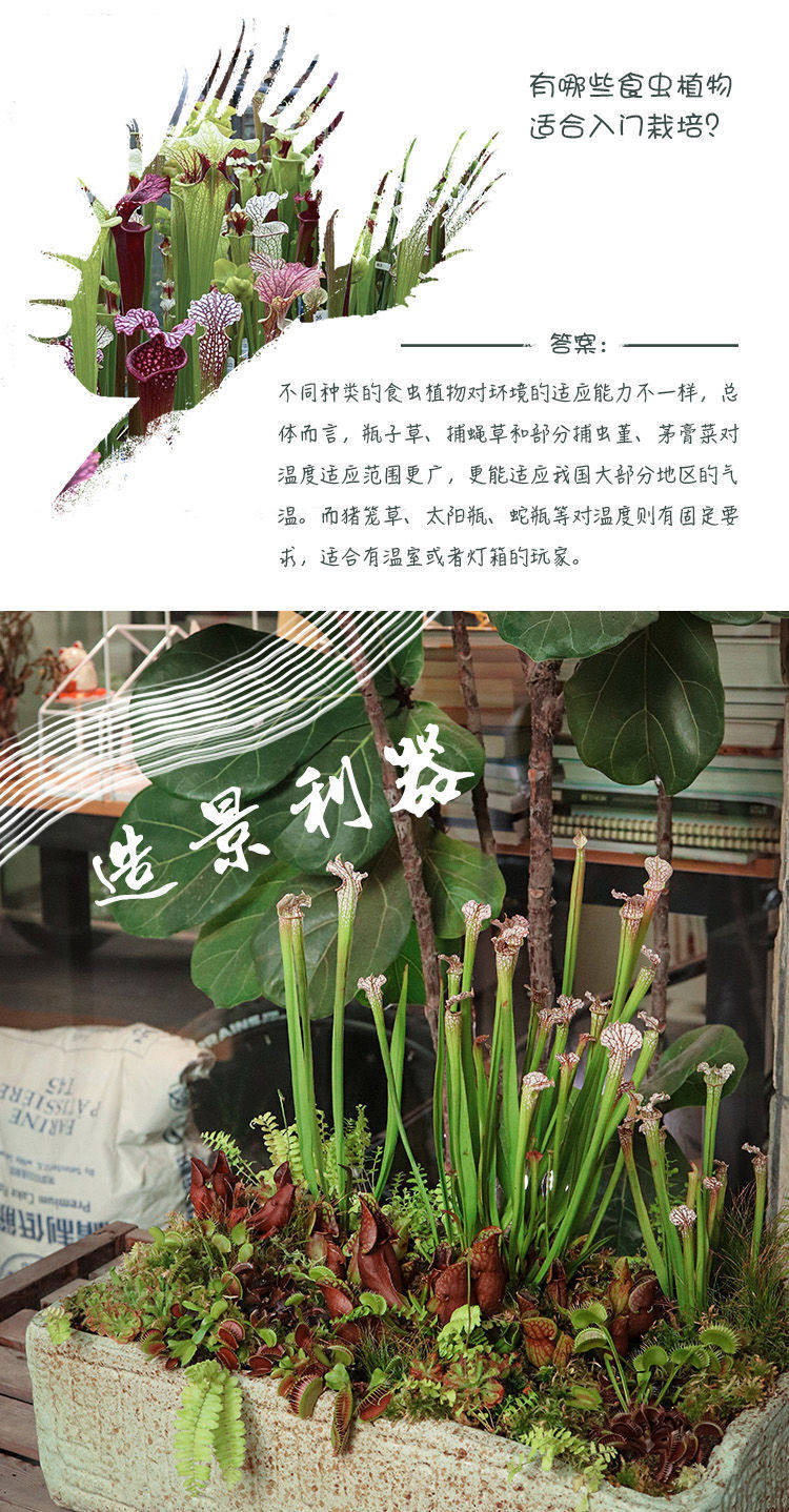 товар из китая 【-10℃以上可发货】食虫植物新手入门套餐捕蝇草茅膏菜瓶子草