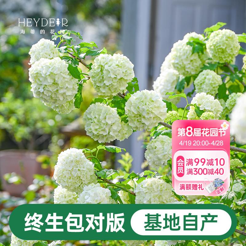 海蒂的花园欧洲木绣球花卉植物庭院露台庭院盆栽树苗耐寒绣球