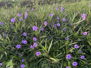紫花翠芦莉佩兰花苗植物耐寒耐热阳台院子室内绿化四季开花地被