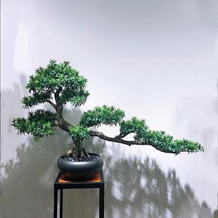 松盆栽真松树罗汉BC070松盆大型树内户外摆设家居酒店栽餐厅商室