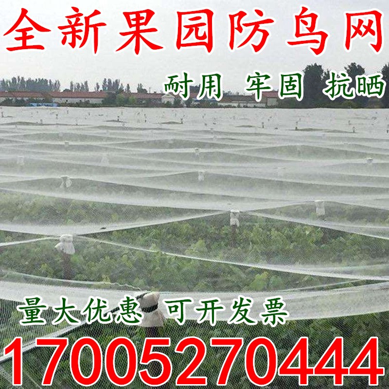 防鸟用网葡萄樱桃梨树稻田防护大棚果树尼龙线防鸟网泥鳅鱼塘天网