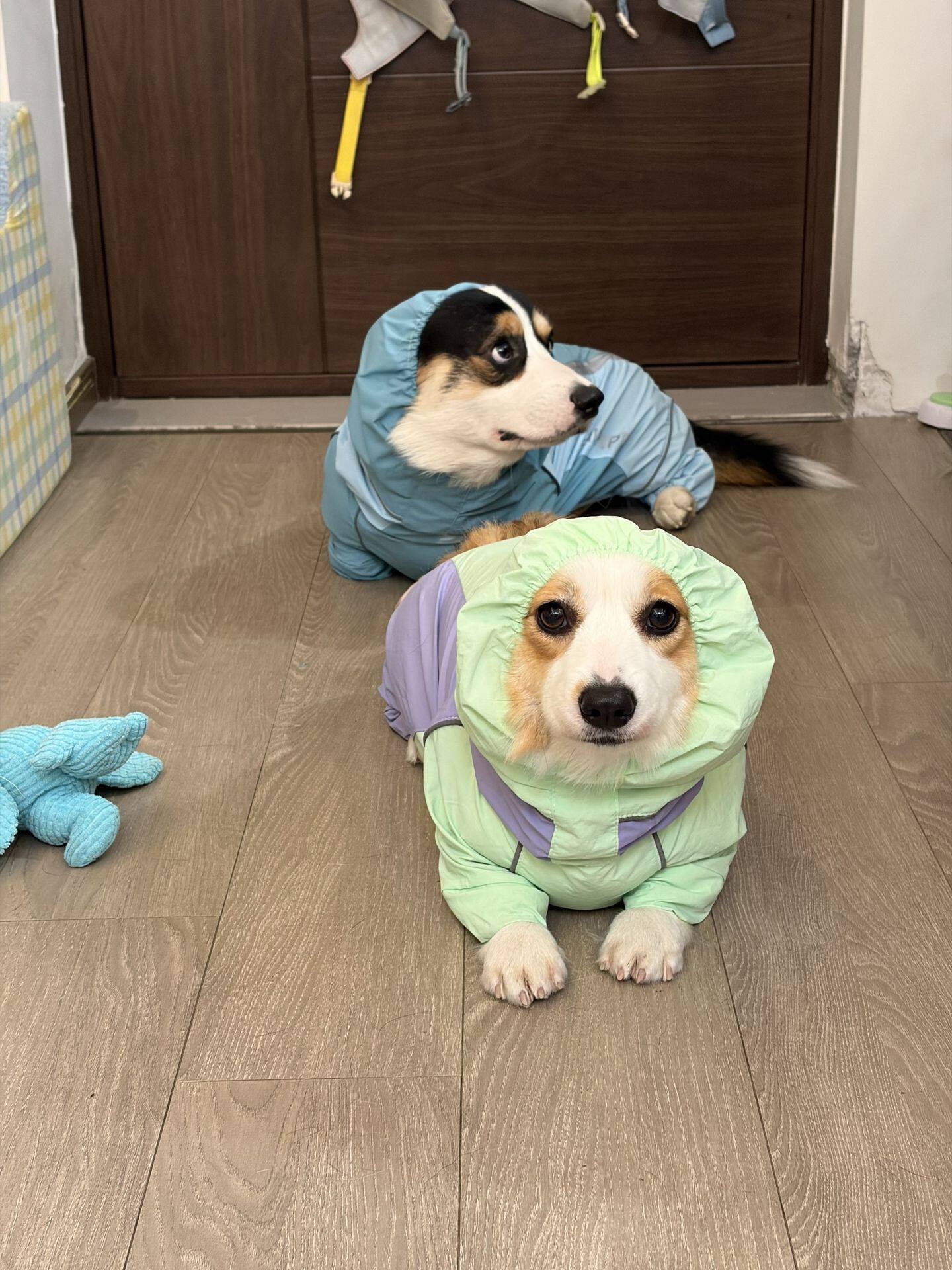 新款宠物狗狗柯基雨衣中小型犬四季可穿雨天外出防水防雨防湿衣服