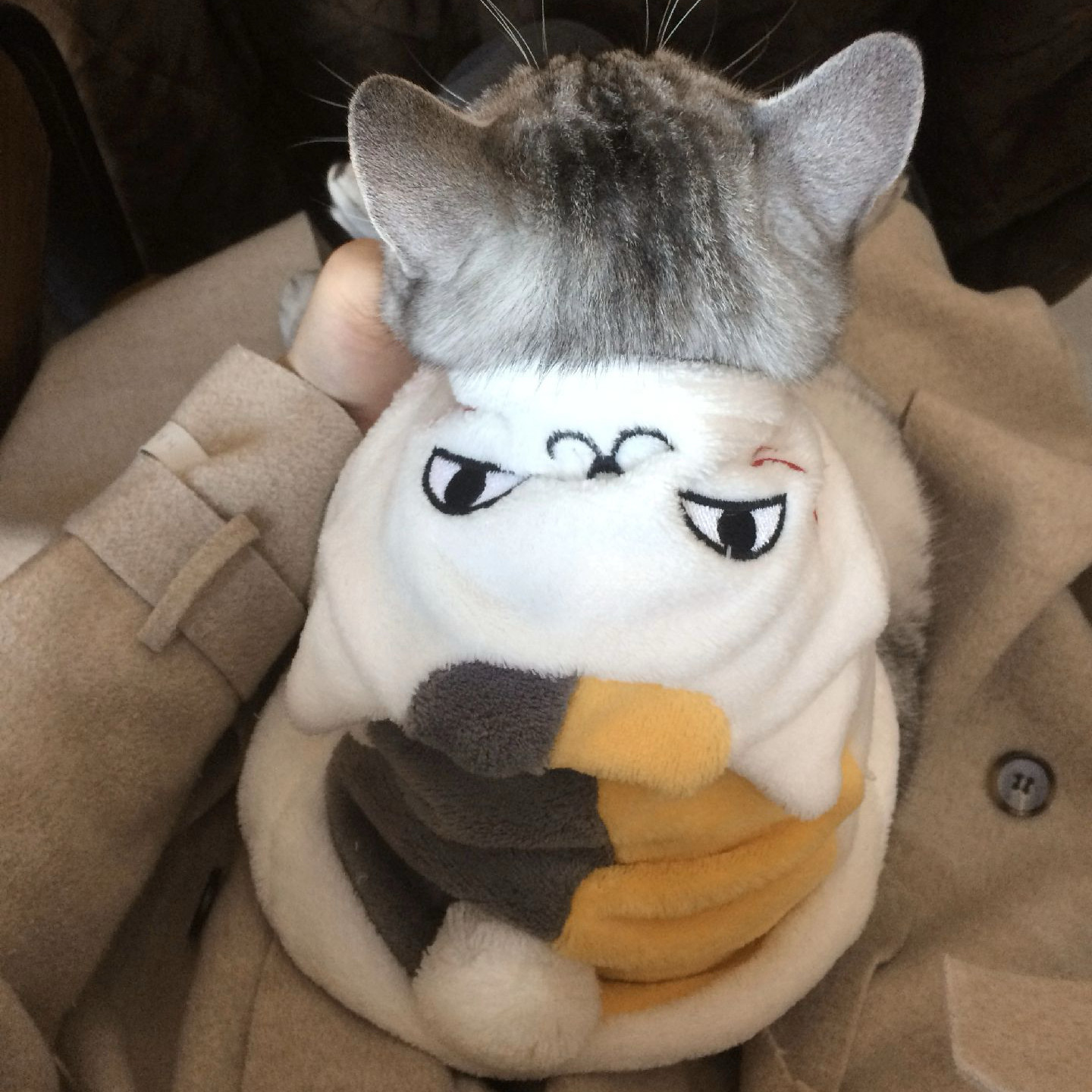 新款2025小狗狗衣服动漫同款可爱猫咪老师柔软保暖秋冬装秋天