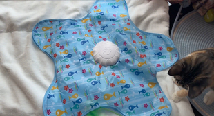 猫咪玩具可爱海星小鱼新款多功能猫咪捕猎自动逗猫自嗨解闷互动