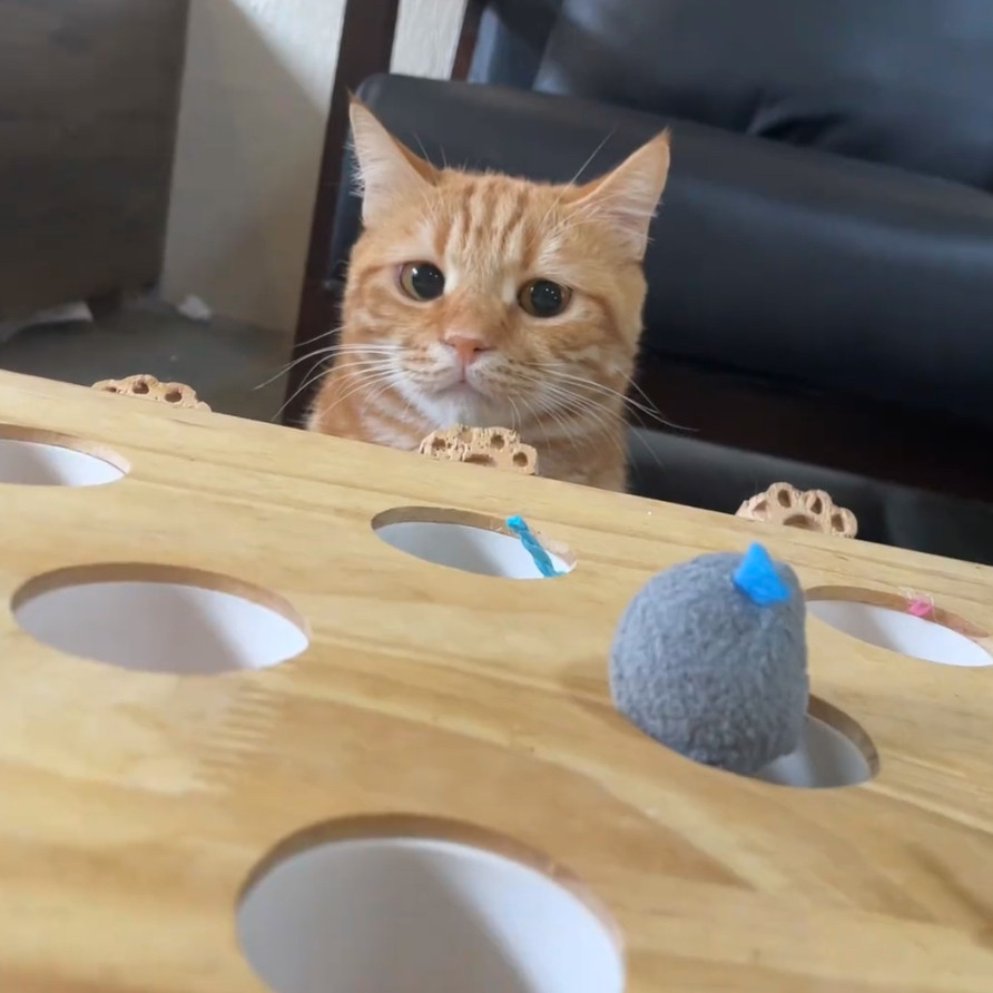 趣味互动性玩具老鼠逗猫神器自嗨猫玩具猫咪打地鼠玩具儿童
