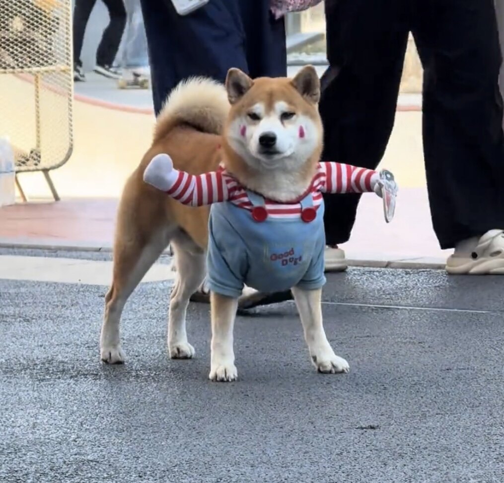 搞怪狗狗衣服搞笑搞怪狗狗拿刀衣服边牧金毛中大型犬COS服抽象服
