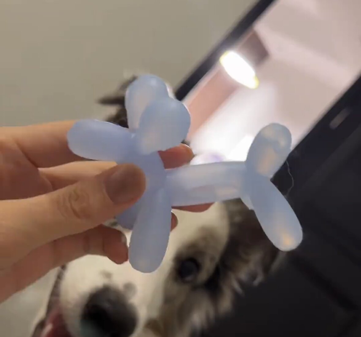 狗狗玩具耐咬硅胶气球狗玩具小型犬幼犬洁齿磨牙棒玩耍解闷神器