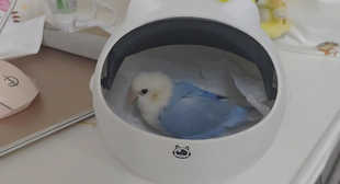 新款 窝实用舒适拍照神器可开合通透鸟窝清凉透气趣味白色小窝