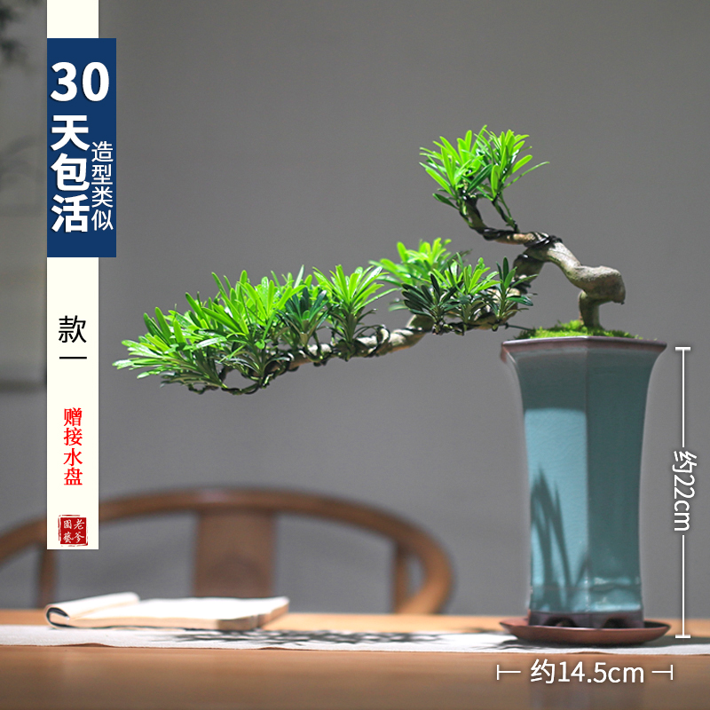 新品新销罗汉松盆景悬崖老桩植物A室内真盆景摆件造景客厅阳台绿