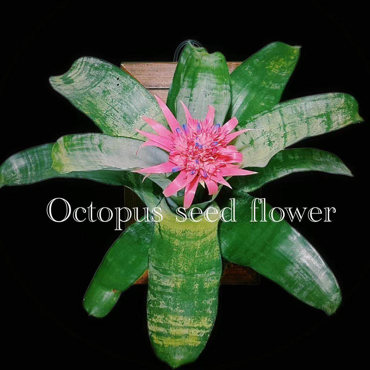 美叶光萼荷 粉菠萝 粉花凤梨 室内空间美陈盆栽长花期 章鱼种花,鲜花速递/花卉仿真/绿植园艺,空气凤梨/积水凤梨,淘宝优惠券,粉丝福利购,淘宝优惠卷