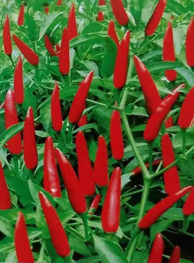 满天星红色小米辣椒盆栽阳台种植朝天椒种子辣椒泡椒特辣蔬菜种子