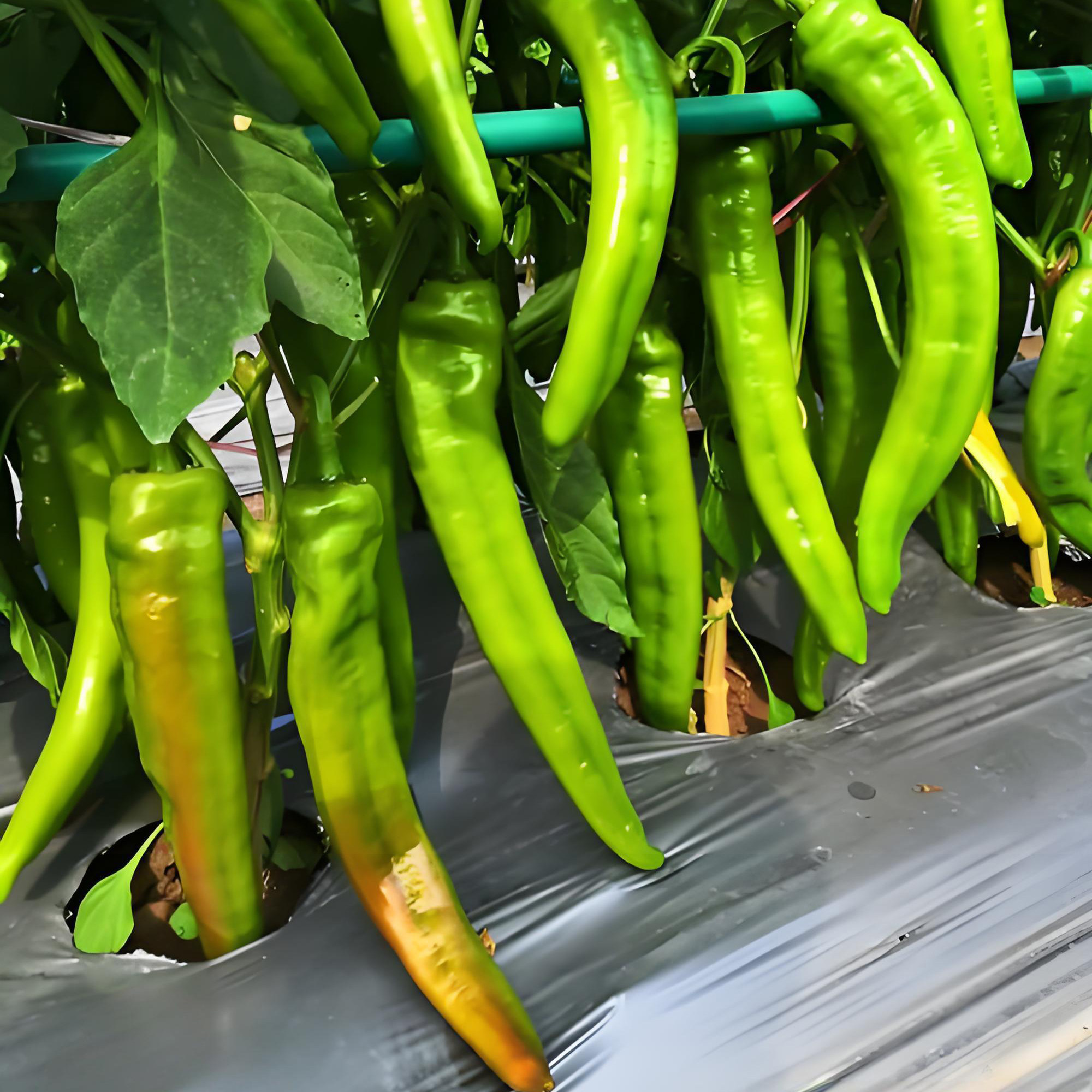 方震牛角椒种子羊角青椒尖椒辣椒苗种籽微辣新品种春季蔬菜孑