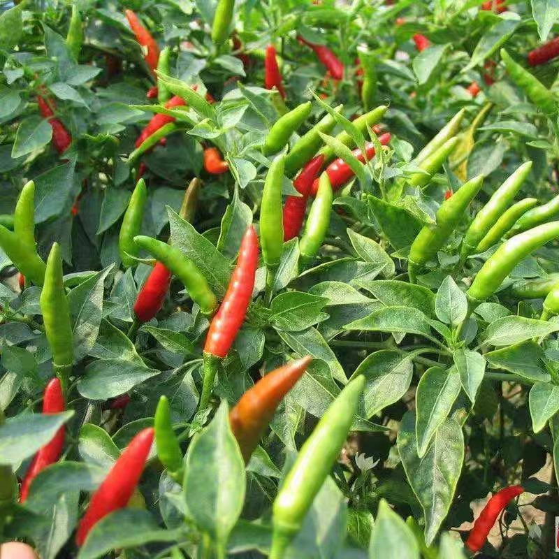 方震红色小米辣椒盆栽阳台种植朝天椒种子辣椒泡椒特辣蔬菜种子
