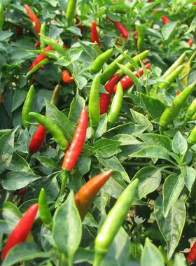 方震红色小米辣椒盆栽阳台种植朝天椒种子辣椒泡椒特辣蔬菜种子