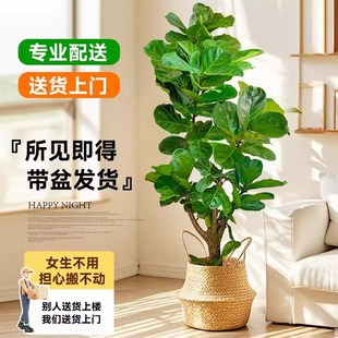 大琴叶榕客厅绿植物大叶鸭脚木盆栽室内好养老桩大号型落地办公室