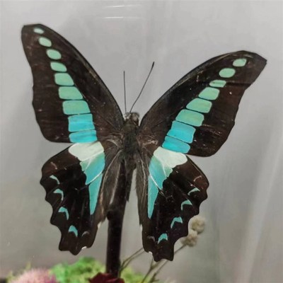 青凤蝶真蝴蝶标本艺术玻璃罩摆件手D工生日收藏礼物暗黑送男生玫