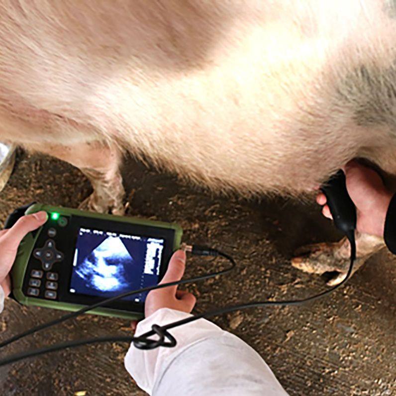 兽用B超机猪马牛羊B超 测孕仪器猪用B超级 畜牧 B超级 高清检孕仪,畜牧/养殖物资,特种养殖设备,淘宝优惠券,粉丝福利购,淘宝优惠卷