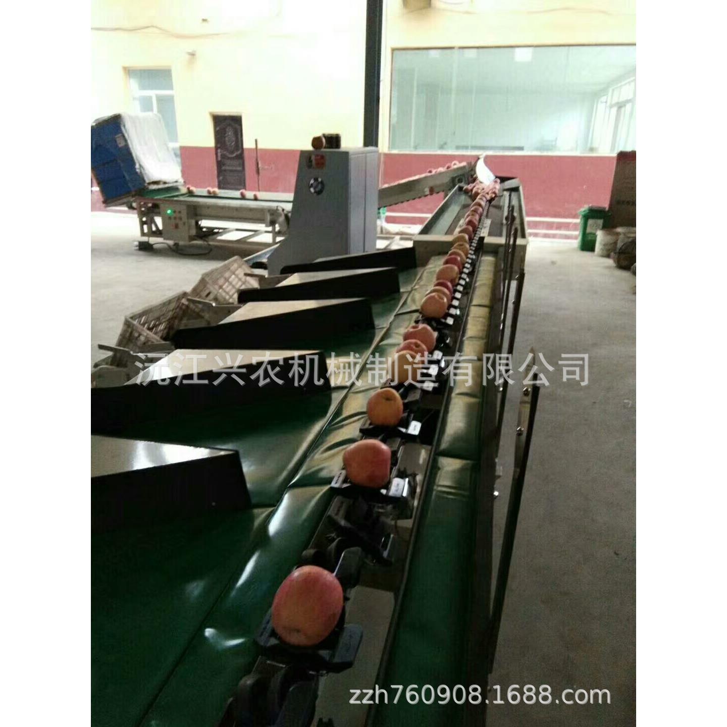 “旺扬”电脑重量式苹果分选机