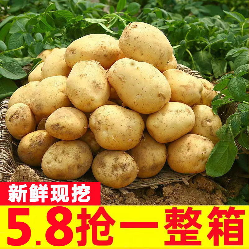 恩施富硒大土豆新鲜包邮黄