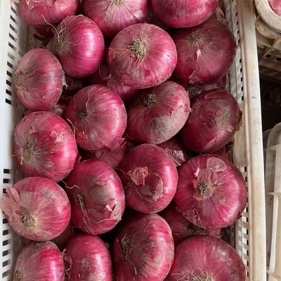 云南水果洋葱新鲜蔬菜