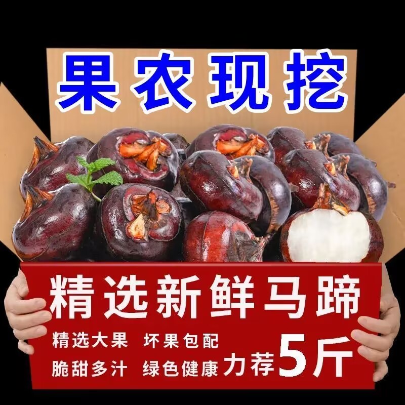 新鲜马蹄荸荠大果应当季水果