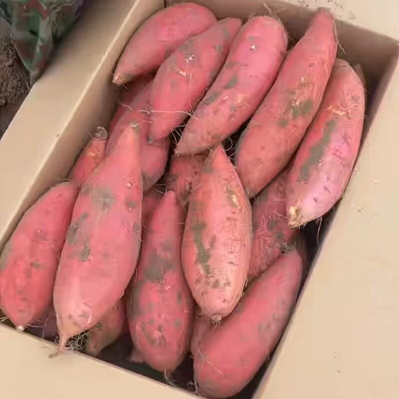 农家烟薯25号新鲜蔬菜板栗薯